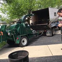 tree trimming, glendale heights, il, bush pruning, chicago suburbs